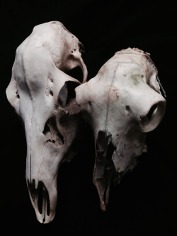 roadkillandcrows:  Red deer and sheep skull. 