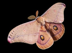 picasso420:  look at this moth its so beautiful 