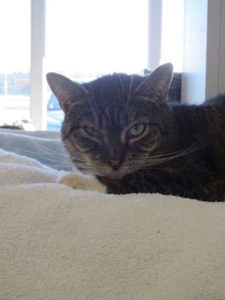    Canadian, Cat-Loving Tumblrers, I need your attention, please. To the Canadian cat lovers of Tumblr, from Ontario; the Valleyfield SPCA is giving out free cats due to the over-population within their establishment. One-hundred cats are being given