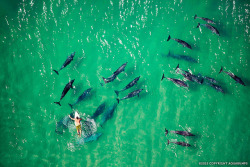 oceaniatropics:  swimming with dolphins, Tallows Beach, Byron