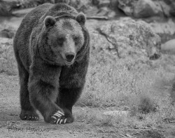 aanonymouse4o:Old Bear on his way to the Club Devotional Training.