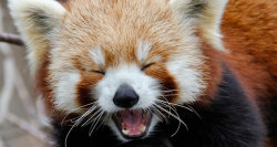 bubossauro:  i’m in love with red pandas, they are so cute