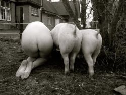 training-your-property:  Feeding time at the farm.  New pigs