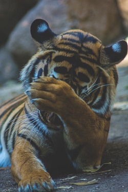 canhappenlove:  ♛
