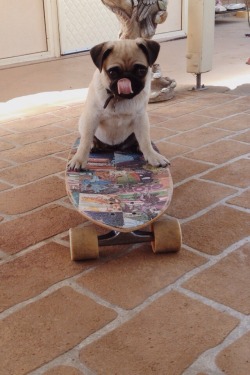 calithepug:  Skater pug 