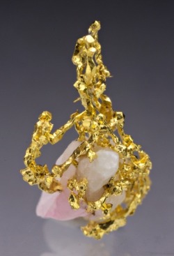 ggeology:  Crystallized native Gold over Quartz // South Africa