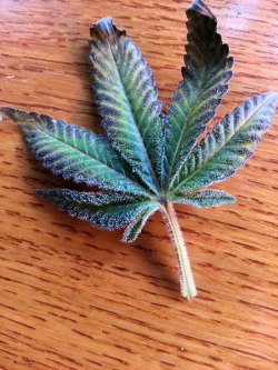 cannabis-vibes:  if the leaf looks like that the bud must’ve