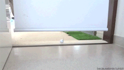 becausebirds:  owl is confused        [video] 