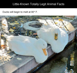 tastefullyoffensive:  Little-Known, Totally Legit Animal Facts