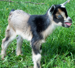 babygoatsandfriends:  Baby Goats sticking their tongues out-installment