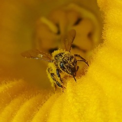 forest-farmer-folk: Pretty bee lady covered in pollen.