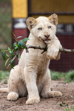 plasmatics:  Young white lion [via/more] By Jean-Claude Sch.