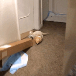 ferret-flops:You know you live in a Hispanic household when your