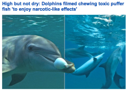 moonuncle:  Dolphins are straight up murdering to get high dolphins