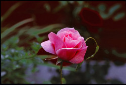darknessdrains:  Pink Rose : Fujichrome Velvia 50 : Nikon FE