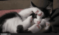 pinkypoo666:  via Imgfave for iPhone 