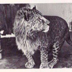 whatweseeeinsta:  This is a Leopon, it’s the offspring of a