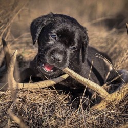 mossyoak:  There’s a new shed hunter in the family. Photo: