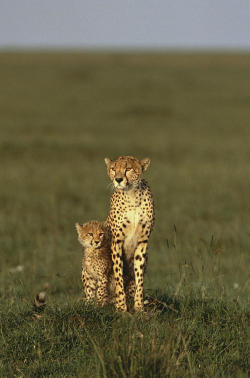 beautiful-wildlife:  A portrait of a female cheetah and her cub by Norbert