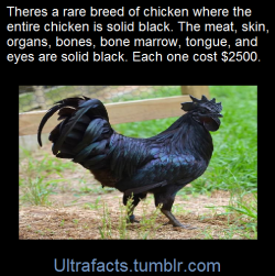 ultrafacts:     This is the Ayam Cemani Chicken of Indonesia.