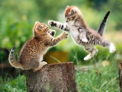 animal-factbook:  Here we have 2 young kittens practicing for