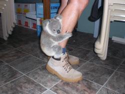Hang in there, mate (a young Koala recovers from injuries at