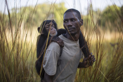 fotojournalismus:  Rehabilitating orphaned chimpanzees in GuineaGetty