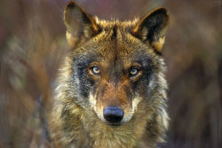 wolveswolves:Iberian wolf (Canis lupus signatus) by Jorge Sierra