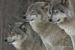 creatures-alive:  “Wolf Zen” - Timber Wolves (Explored)