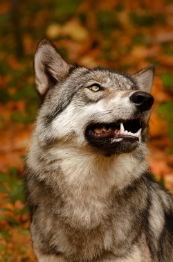 beautiful-wildlife:  Smile by Jamie Cournoyer  Lakota Wolf