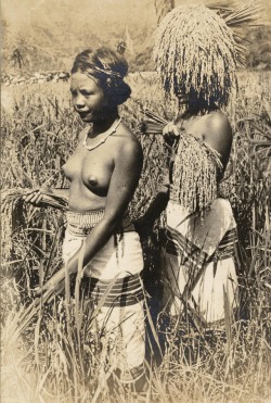 Two Cordillera girls harvesting rice.   Via Eduardo de Leon.