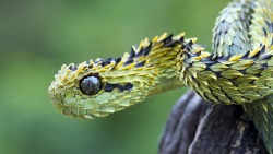 elaina-von:  thepredatorblog:  citizen-naught:  Atheris hispida