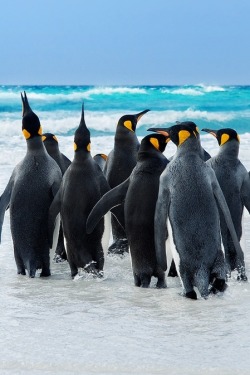 0ce4n-g0d:  King Penguins | Ben Goode  ^.^!!!!!!