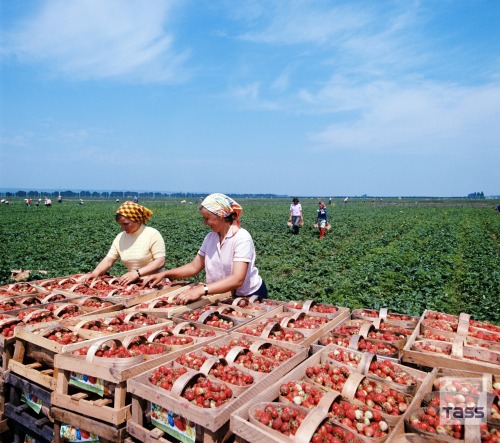 sovietpostcards:  Strawberry picking, photo by Yevgeny Shulepov