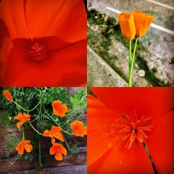 Spring #californiapoppy  (at Othman Manor)