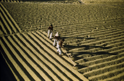 unrar:  Men spread coffee beans in furrows to dry in the sun,