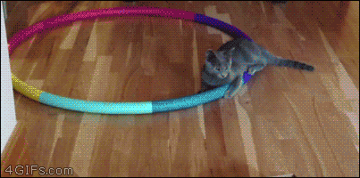 4gifs:  Hula hoop spirograph cat