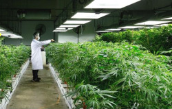 weedporndaily:  Supply Ruling Sows Confusion Among B.C.’S Marijuana