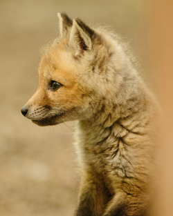 theanimalblog:  Red Fox (kit) Vulpes vulpes. Photo by PixelHawk
