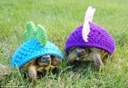 thefrogman:  Tortoise cozies crocheted by Katie Bradley [etsy]