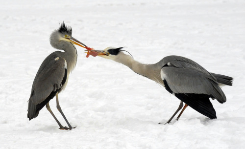 Squabbling for scraps (Great Blue Herons)