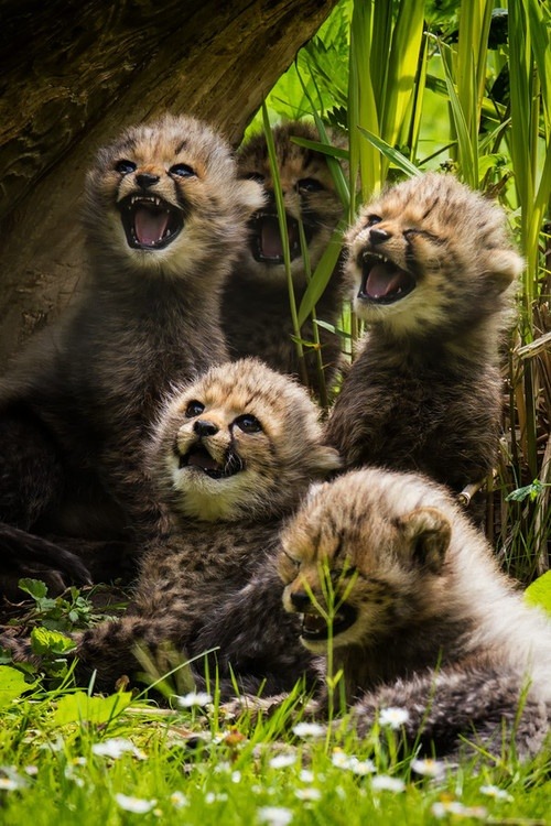 Oh man, yer hilarious! (Cheetah cubs)