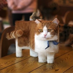 advice-animal:A Minecrafted Cat. Wtf am I witnessing…