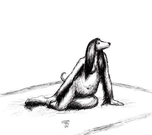 Pregananant CanineWas practicing drawing an afghan hound, and