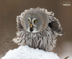 beautiful-wildlife:  Great Grey Owl by © dmrwildphoto.com