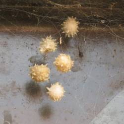 sugarwasp:  brown widow spider egg sacs 