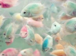 pastel-biatchs:  #Fish #Colour #Blue #Pink #Green #Cute #Water