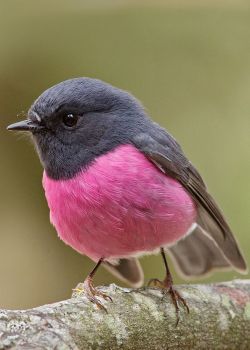 wasbella102:Pink RobinThe pink robin is a small passerine bird