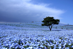 odditiesoflife:  Dreams in Blue Each year these blossoming blue