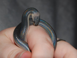 hyratel:  omgtsn:  snake give kissplease enjoy  *boop* 